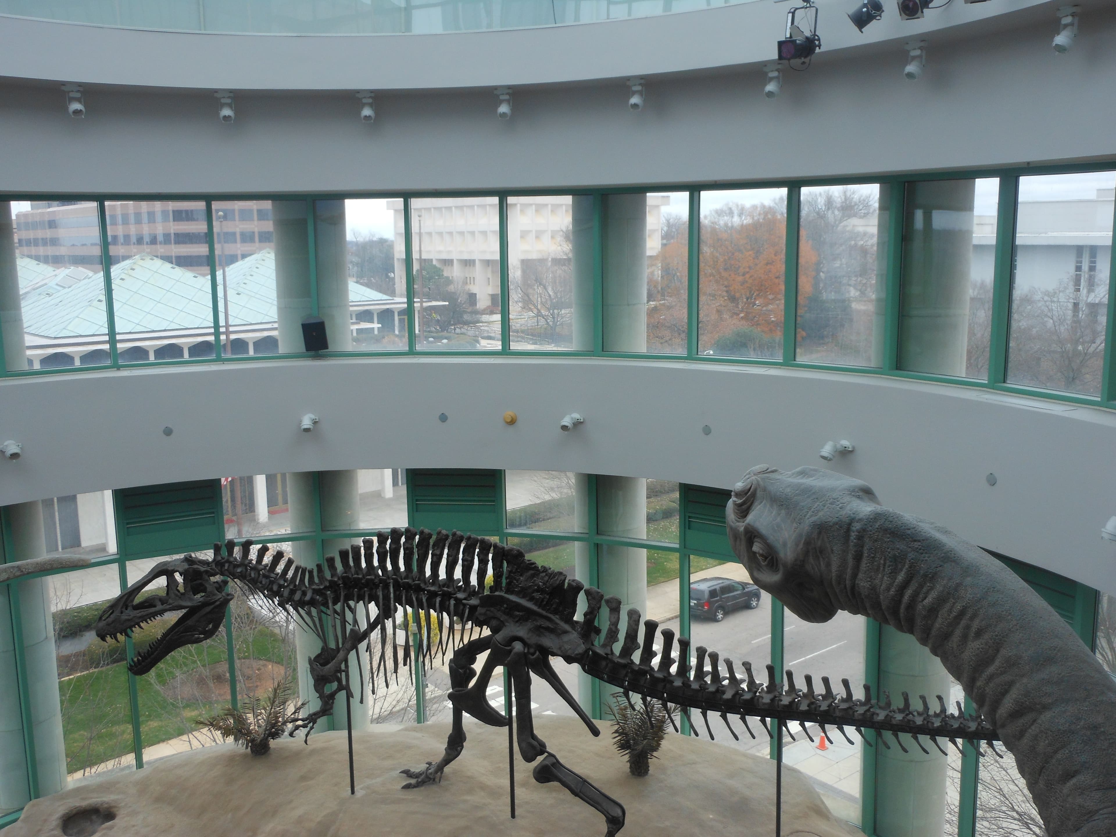 Dinosaur skeletons and a large dinosaur model inside the North Carolina Museum of Natural Sciences’ glass-walled atrium