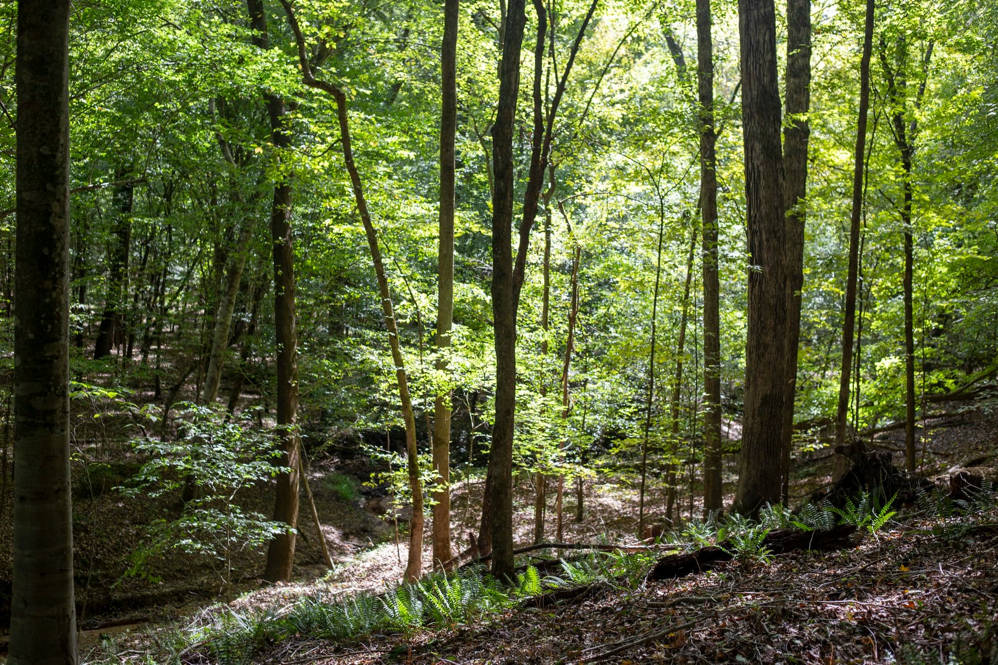 Sunlight filters through trees in the Neuse River Connector forest beside Williamson Preserve